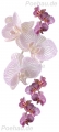 Bad191112VL0003 Orchidee  / (Material) Acryl-Rückwand / (Schutzschicht) für Wandverklebung / (Langzeitgarantie) mit Langzeitgarantie* 