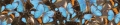 AvS16842IL4495 Schmetterling blau  / (Material) Acryl-Rückwand / (Schutzschicht) für Wandverklebung / (Langzeitgarantie) mit Langzeitgarantie* 3 Jahre