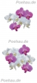 Bad200130VL0002 Orchidee