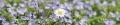 AvS14313IL7705 Blumen Wiese  / (Material) Hartschaum-Rückwand / (Schutzschicht) UV Hartlack matt / (Langzeitgarantie) mit Langzeitgarantie* 5 Jahre
