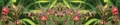 AvS11165IL0107B Glockenblume
