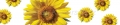 AvS9547TL7686B Sonnenblumen  / (Material) Acryl-Rückwand / (Schutzschicht) für Wandverschraubung / (Langzeitgarantie) ohne Langzeitgarantie